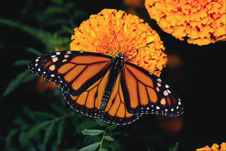 Бабочка на оранжевом цветке