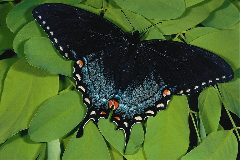 Волнистые края крыльев бабочки