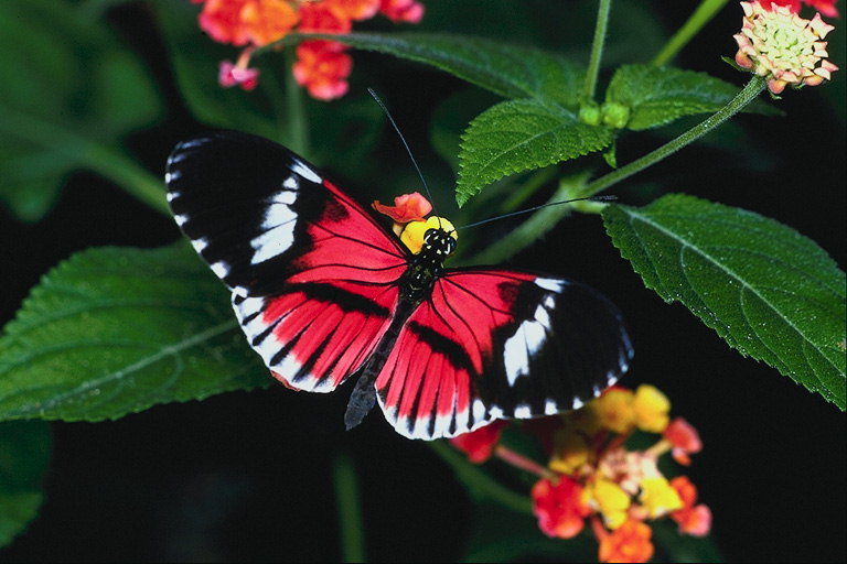 Ярко-розовый цвет крыльев бабочки