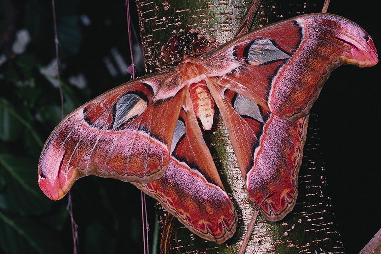 Бабочка бордового цвета с блеском и фигурной формой крыльев