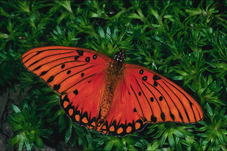 Широкие крылья красного цвета в черную полоску