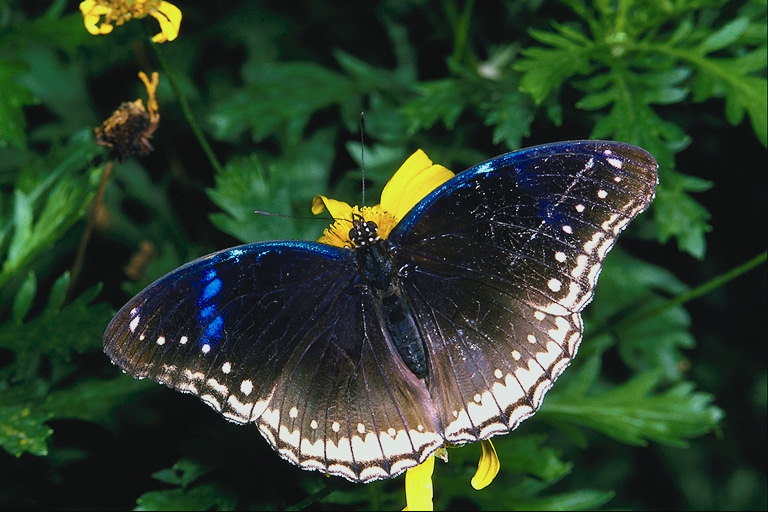 Бабочка с синей каемкой на крыльях сидит на ярко-желтом цветке