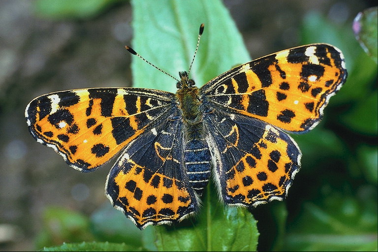  Бабочка с полосатыми усиками- коричневый и оранжевый цвета