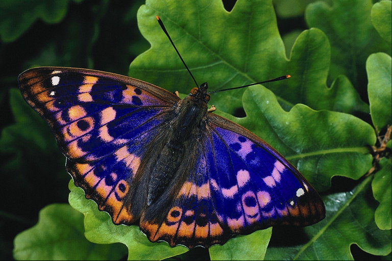 Ярко-фиолетовые крылья бабочки с розовыми полосами