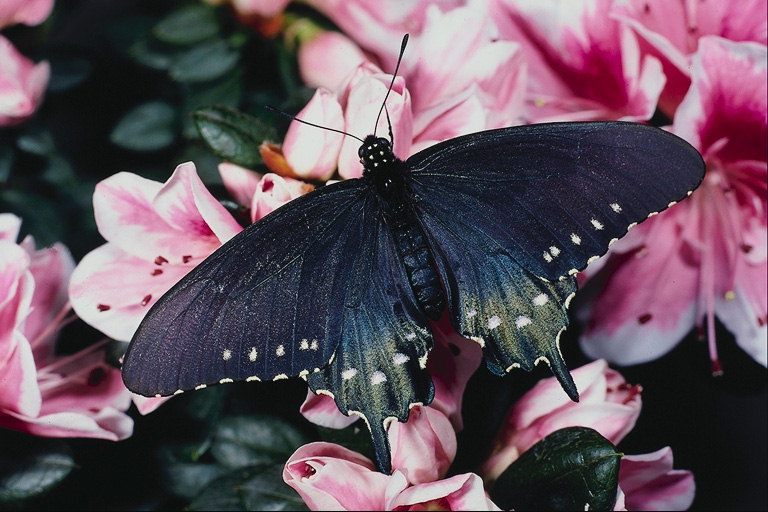 Темно-фиолетовый блеск на черных крыльях