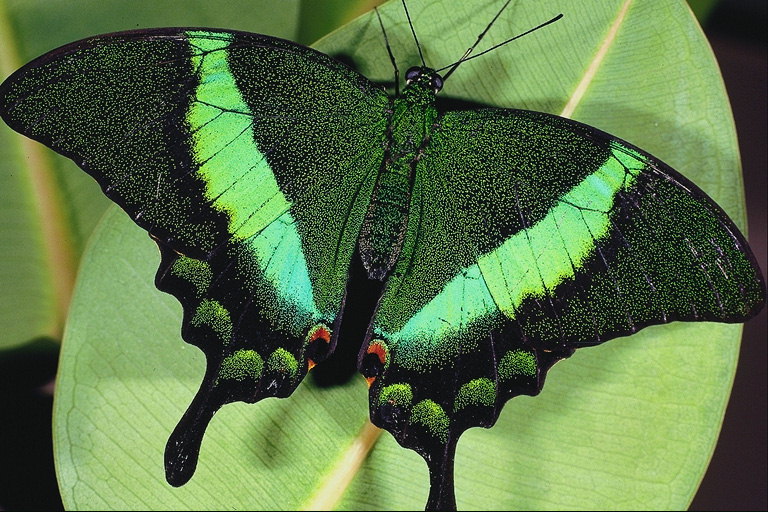 Бабочка на фоне светло-салатового листка