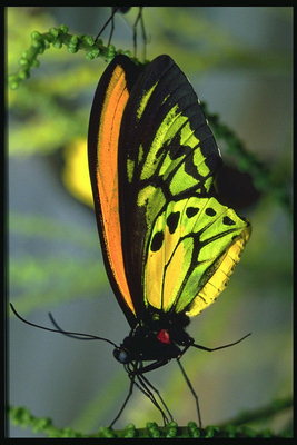 Бабочка с желтыми и лимонными цветами на крыльях