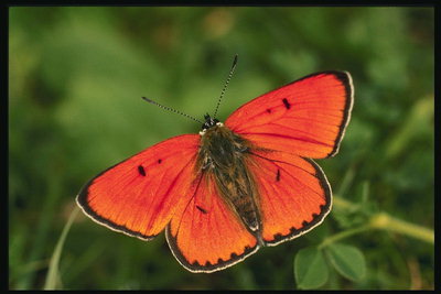 Бабочка с оранжево-красными крыльями с белым обдком на крыльях