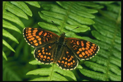 Бабочка в коричневых тонах на листьях папороти