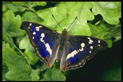 Бабочка с крыльями с синевой