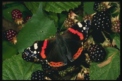Бабочка среди ягод