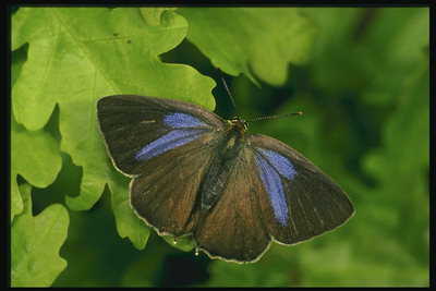 Темно-коричневые крылья с фиолетовыми полосами