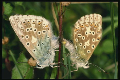 Две бабочки песочного цвета с пушистым телом и усиками в полоску