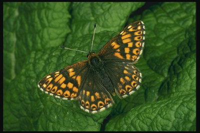 Мотылек с крыльями в коричнево-оранжевый рисунок