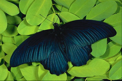 Бабочка с синеватым блеском на светло-салатовом листье