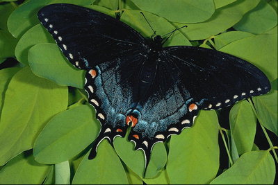 Волнистые края крыльев бабочки