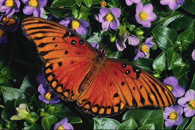 Бабочка темно-оранжевого цвета на фоне маленьких сиреневых цветов