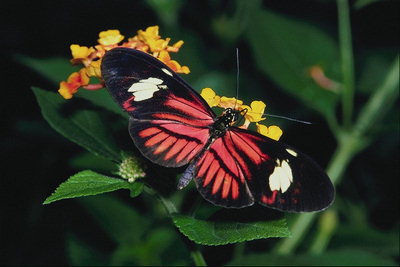 Бабочка с рисуноком с красных полос на крыльях