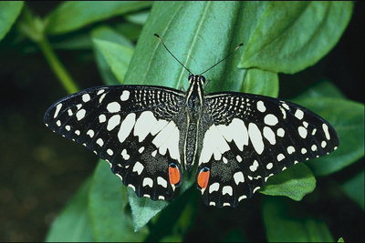 Бабочка с белыми каплями на черных крыльях