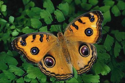Бабочка оранжевого тона с коричневыми кругами в виде капель