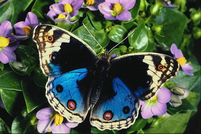 Бабочка с крыльями синего, черного, бежевого и коричневого цветов