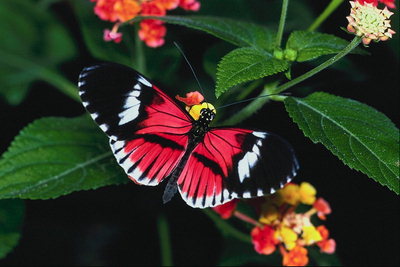 Ярко-розовый цвет крыльев бабочки