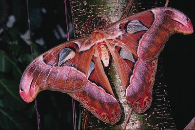 Бабочка бордового цвета с блеском и фигурной формой крыльев