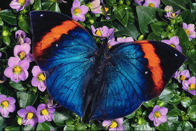 Темно-синие края крыльев с серебристим блеском