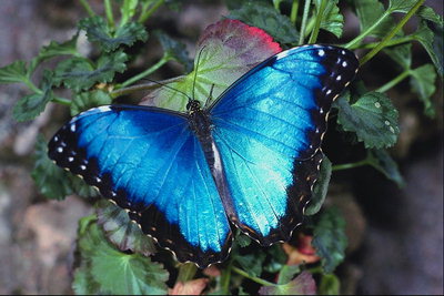  Сияние голубого и синего цветов крыльев бабочки