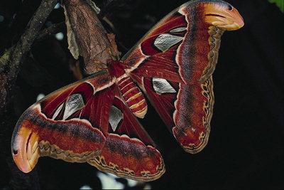 Мотылек темно-бордового с оттенками коричневого цветов крыльями