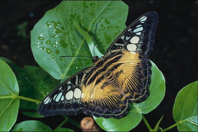 Бабочка на листке в каплях росы