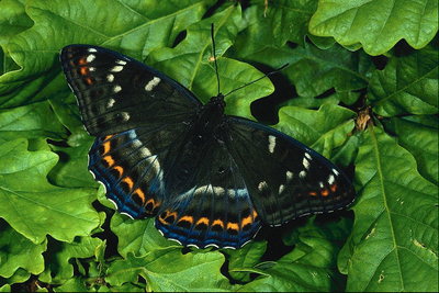 Бабочка с черными бархатными крыльями в белую и оранжевую полоски