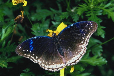 Бабочка с синей каемкой на крыльях сидит на ярко-желтом цветке