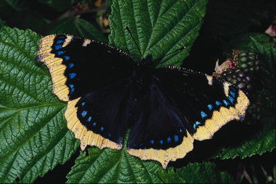 Черные крылья бабочки с синей и песочного цвета каемкой