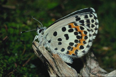 Бабочка на сухом суке с мохнатыми краями крыльев