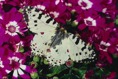 Бабочка белого цвета с черными и красными полосами