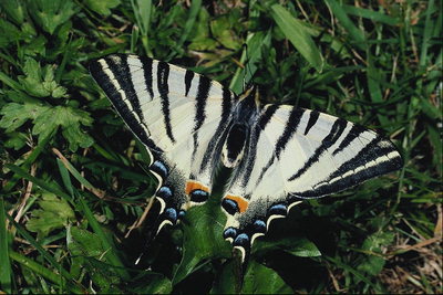 Поперечные полосы черного цвета на белых крыльях бабочки