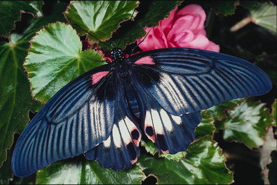Темно-синие крылья в продольную черную полоску