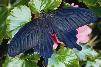 Бабочка с бархатистой поверхностью крыльев