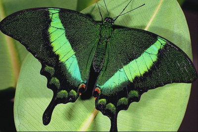 Бабочка на фоне светло-салатового листка
