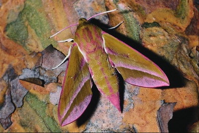 Мотылек с маленькими крыльями с розовым блеском