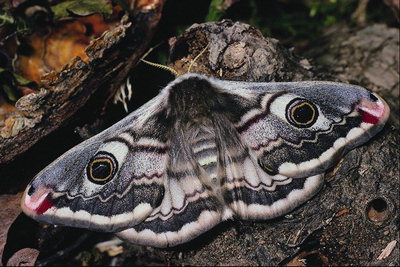 Бабочка серо-белого цвета с мохнатыми крыльями