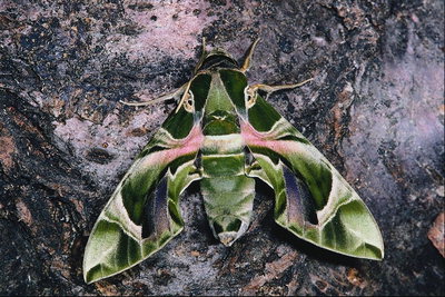 Бабочка с крыльями зеленого, сиреневого и розового тонов на фоне сиреневой коры дерева