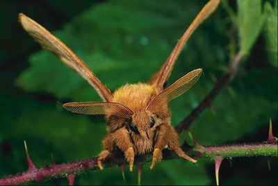 Бабочка коричневого цвета с лохматым телом и лапами. Прозрачные и широкие усики