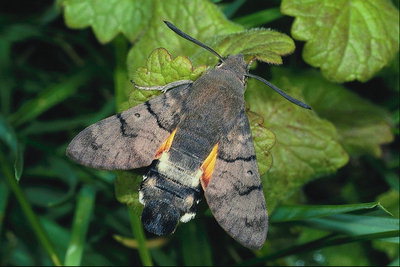 Бабочка серого цвета с черно-белым телом