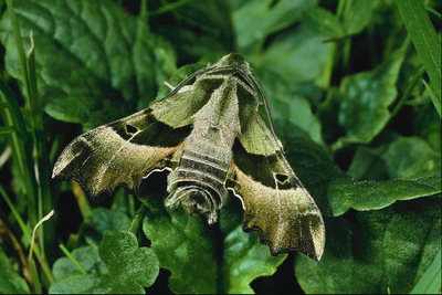 Бабочка с полосами темно-зеленого, светло-коричневого, серого цветов