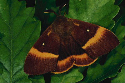 Темно-коричневый тон крыльев с светло-коричневой полосой