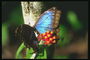 Бабочка с перламутровым блеском на крыльях
