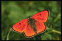 Бабочка с оранжево-красными крыльями с белым обдком на крыльях