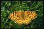 Леопардовая расцветка крыльев бабочки